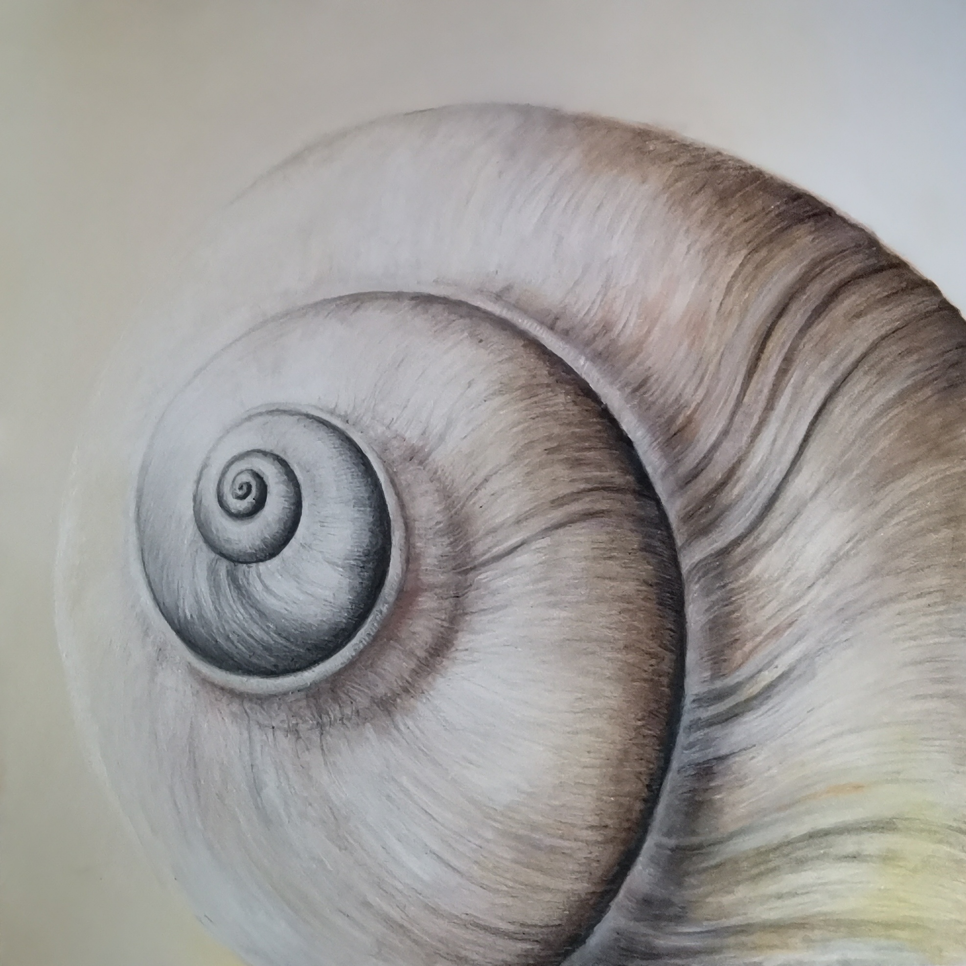 Spira Mirabilis